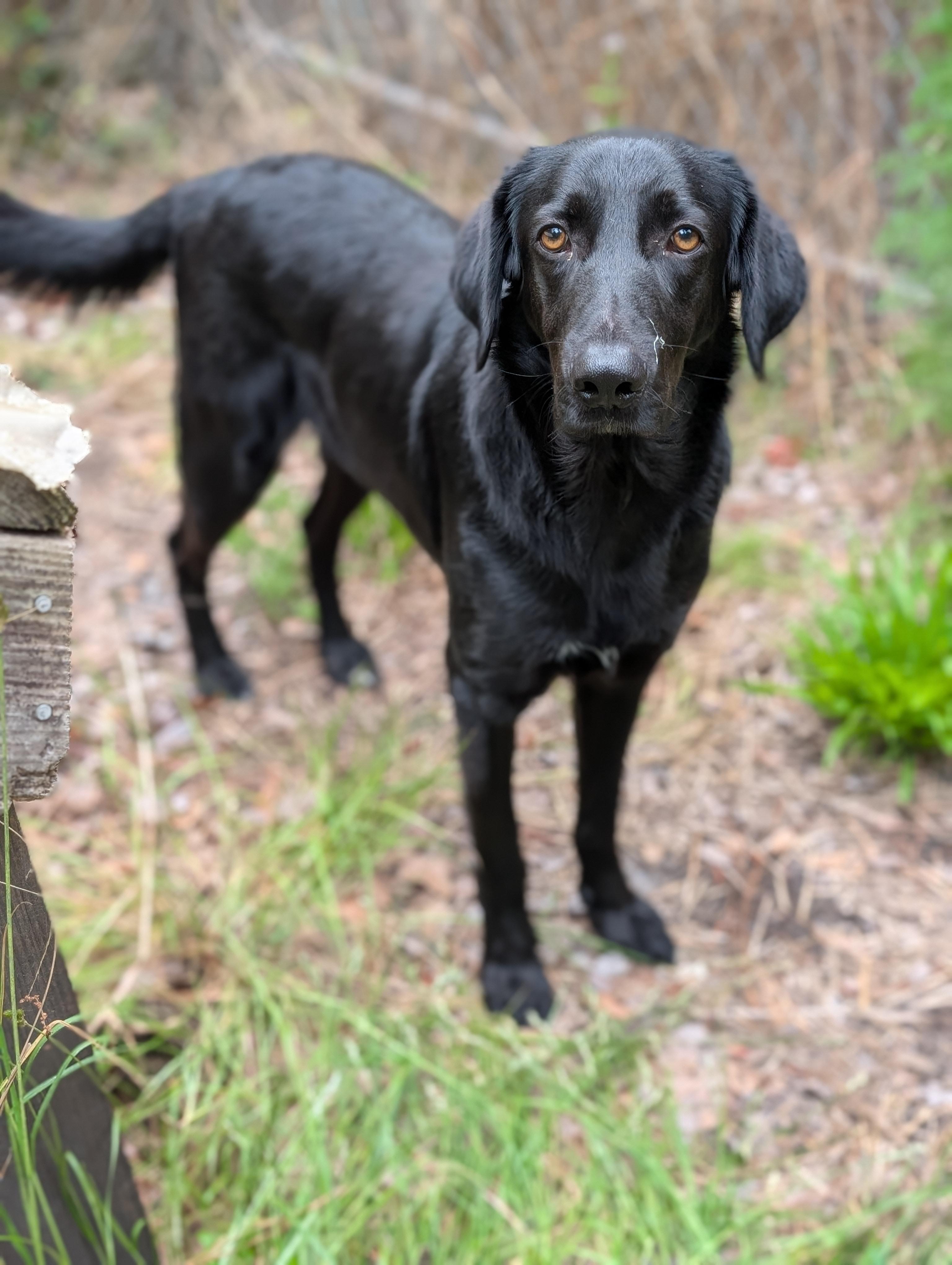Remington, ADOPTABLE, Adult Male Flat-Coated Retriever.