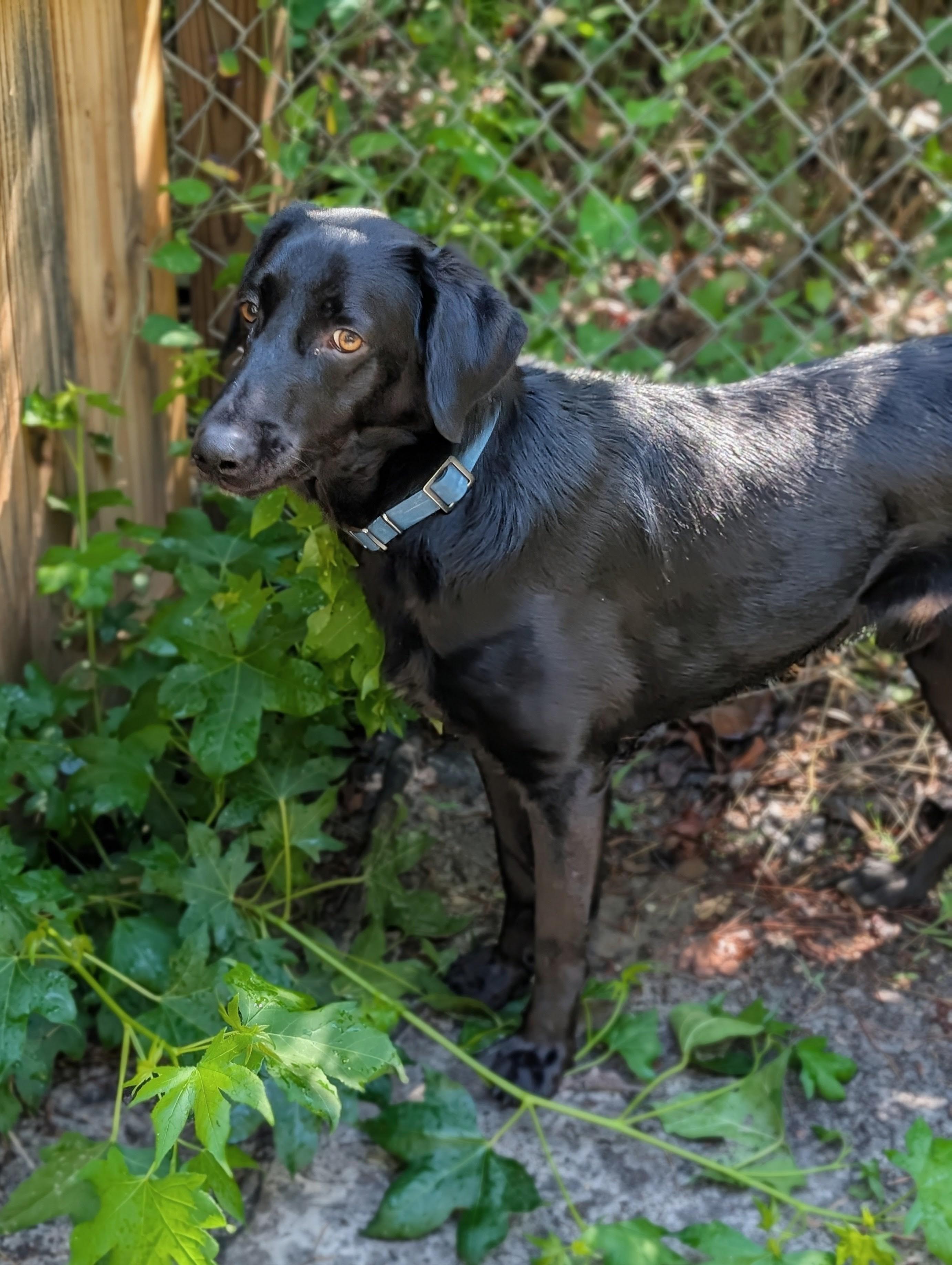 Enlarge Remington, a ADOPTABLE mixed breed in Bloomingdale, GA image 4/5