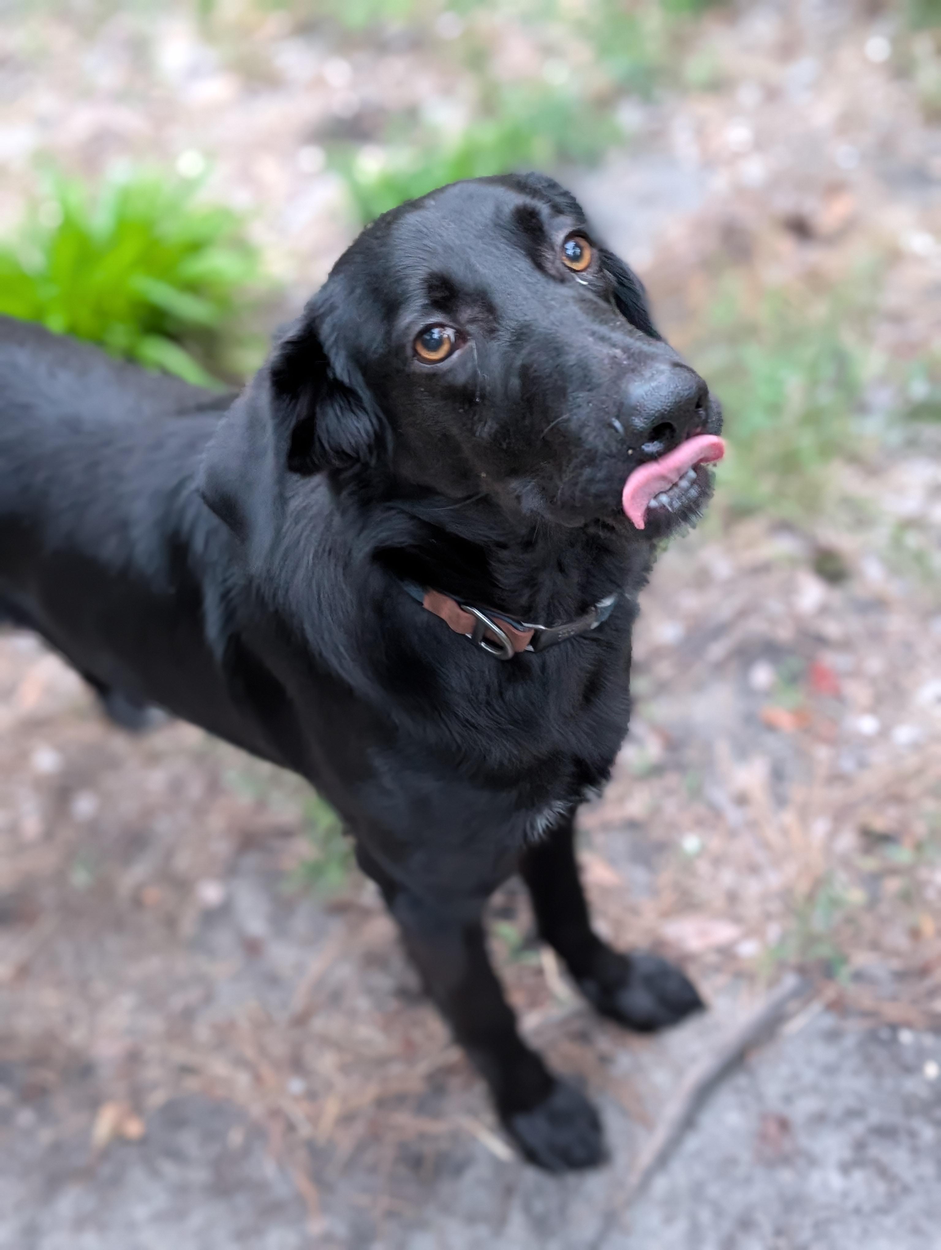 Enlarge Remington, a ADOPTABLE mixed breed in Bloomingdale, GA image 5/5