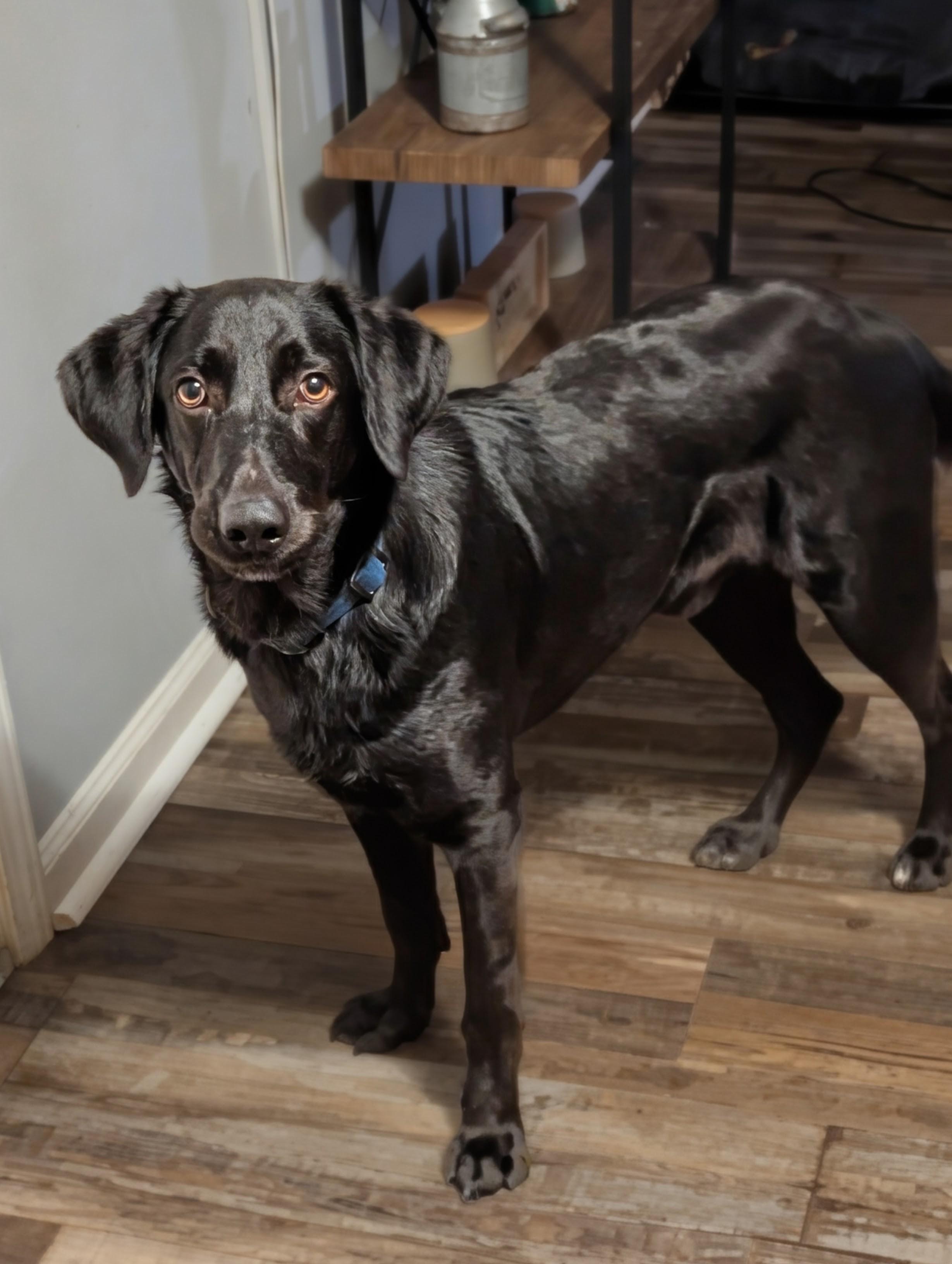 Enlarge Remington, a ADOPTABLE mixed breed in Bloomingdale, GA image 3/5