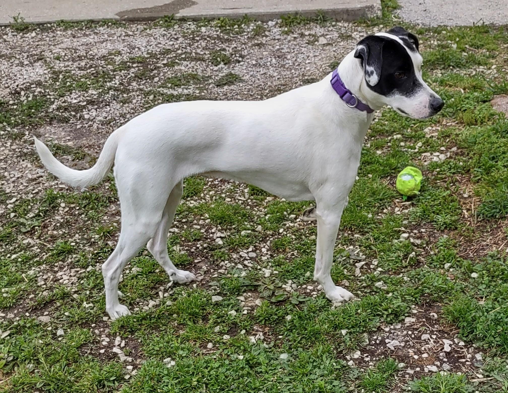 Miranda, Adoptable, Young Female Terrier.
