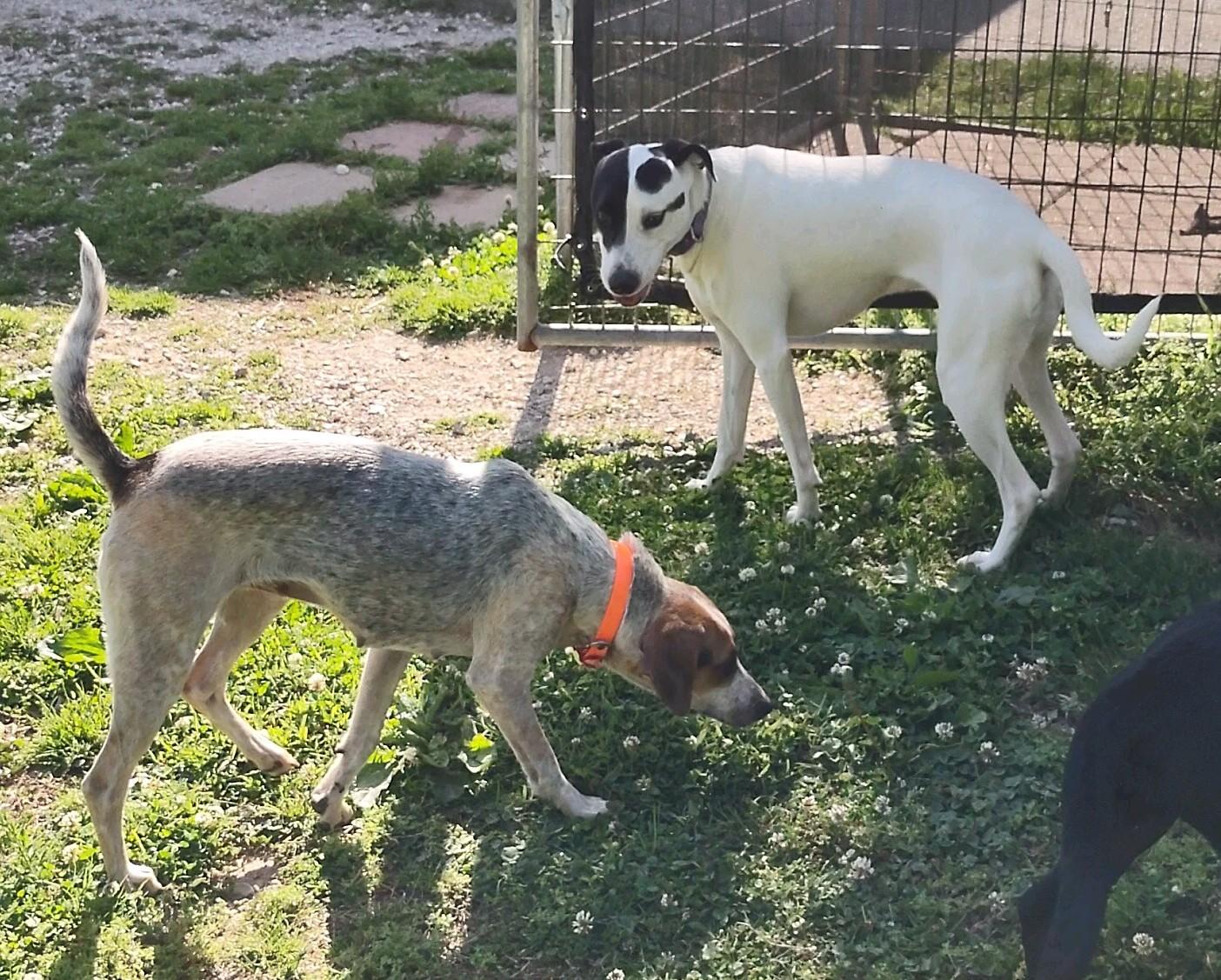 Miranda, a Adoptable mixed breed in Clay City, KY image 2/6