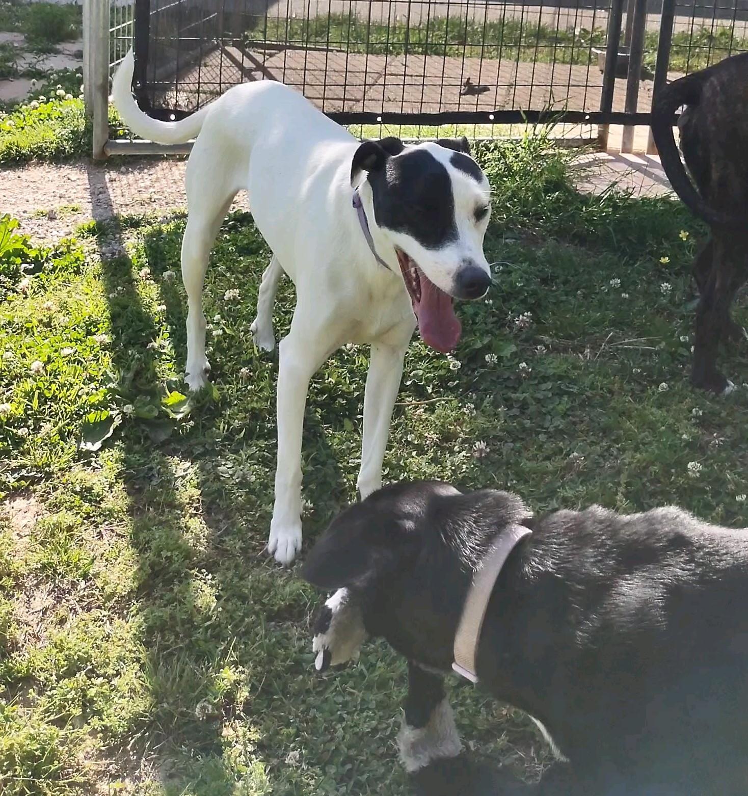 Miranda, a Adoptable mixed breed in Clay City, KY image 5/6