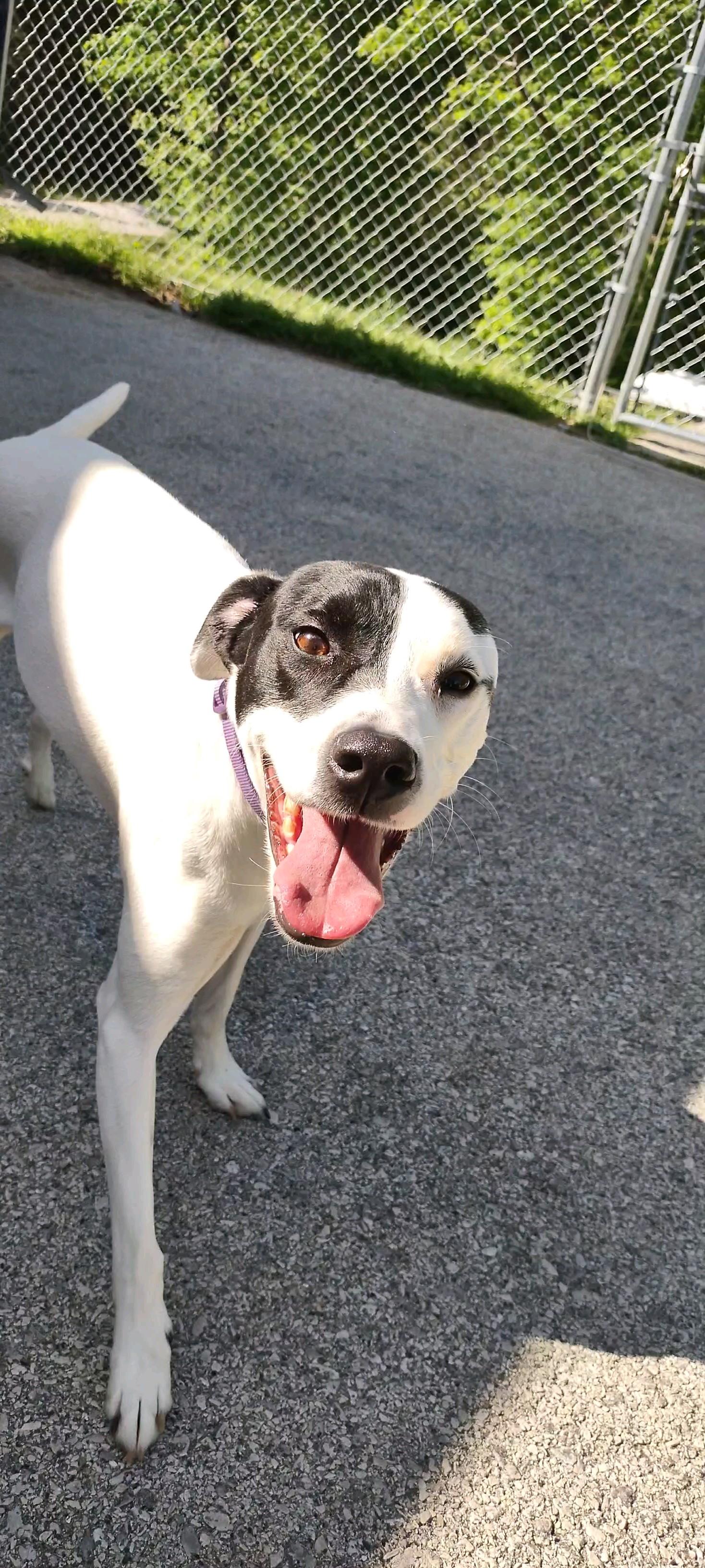 Miranda, a Adoptable mixed breed in Clay City, KY image 3/6