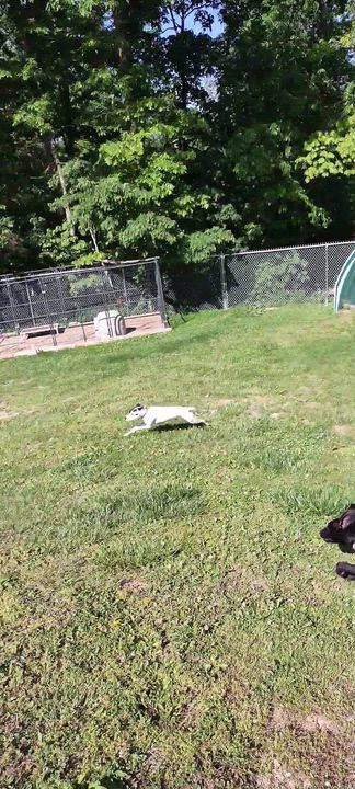 Enlarge Miranda, a Adoptable mixed breed in Clay City, KY video 6/6