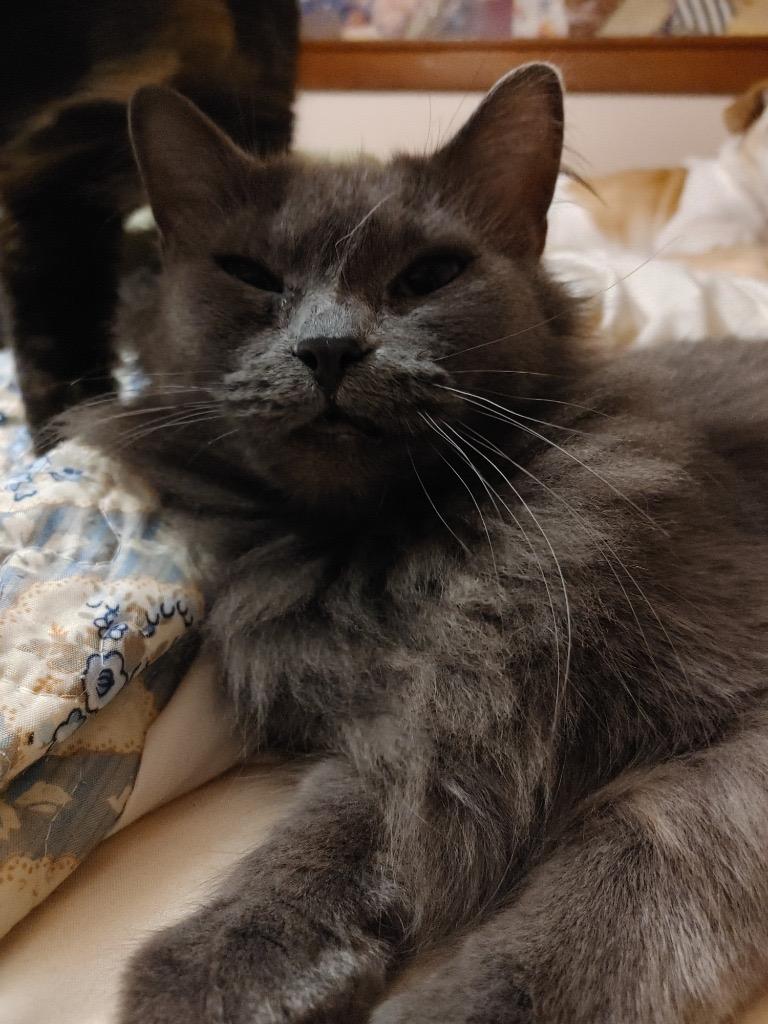 Ubiquity, Adoptable, Adult Female Domestic Medium Hair.