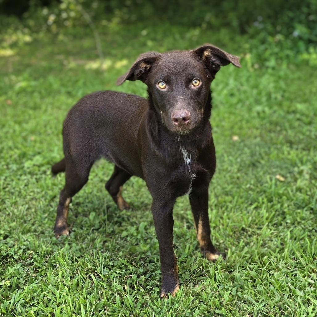 Cheeto, a Adoptable mixed breed in Naperville, IL image 1/6