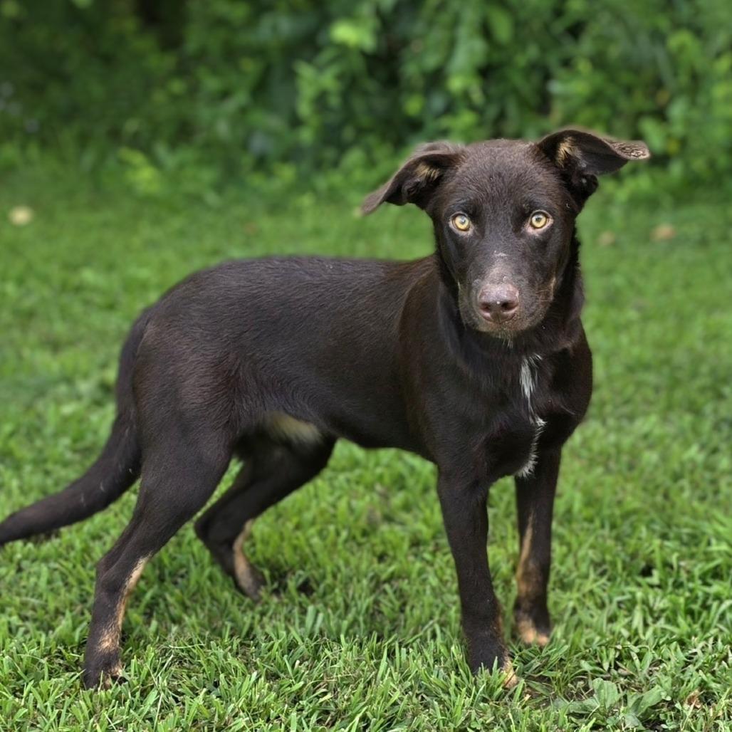 Cheeto, a Adoptable mixed breed in Naperville, IL image 2/6