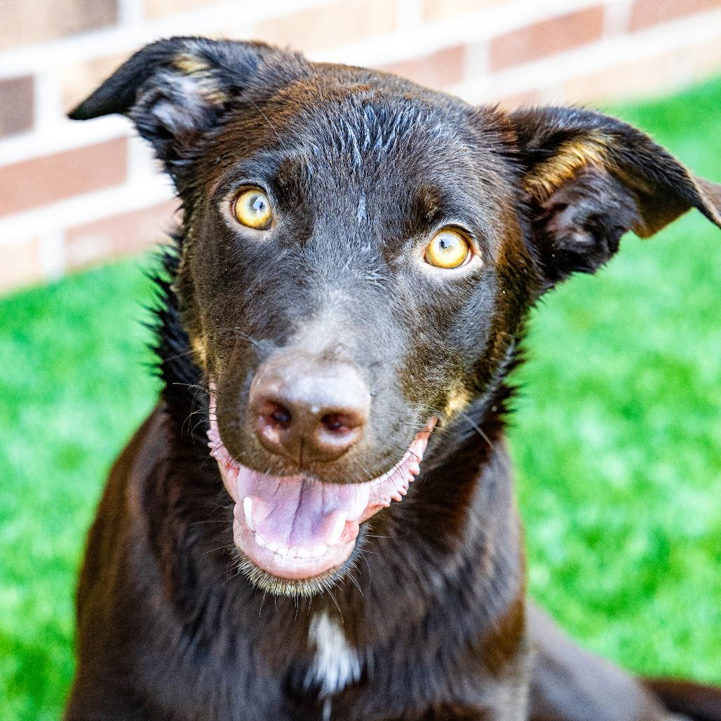 Cheeto, a Adoptable mixed breed in Naperville, IL image 3/6