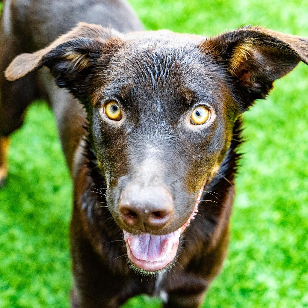 Cheeto, a Adoptable mixed breed in Naperville, IL image 4/6