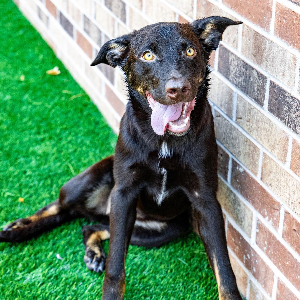 Cheeto, a Adoptable mixed breed in Naperville, IL image 5/6