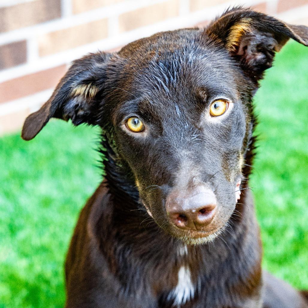 Cheeto, a Adoptable mixed breed in Naperville, IL image 6/6