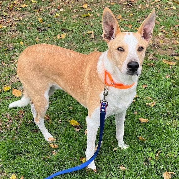 Enlarge Uncle Fester, a Adoptable mixed breed in Cincinnati, OH image 1/5