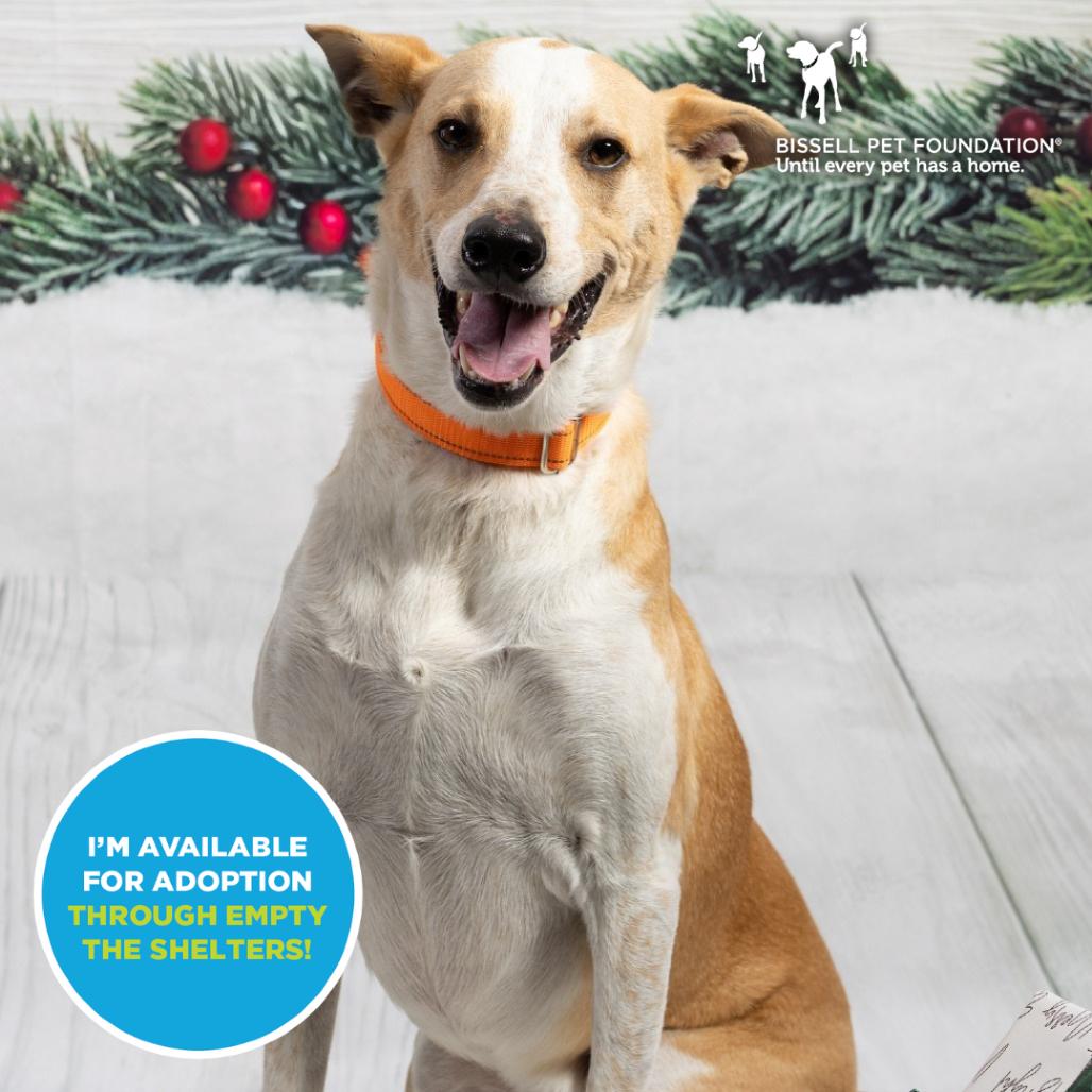 Uncle Fester - $70 Bissell Sponsored Adoption Fee!, Adoptable, Adult Male Australian Shepherd.