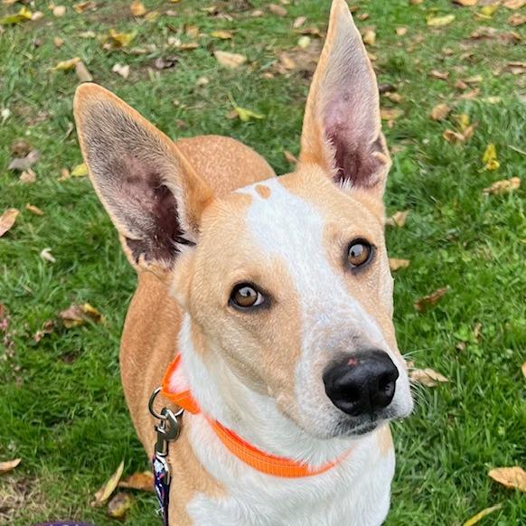 Enlarge Uncle Fester, a Adoptable mixed breed in Cincinnati, OH image 2/5