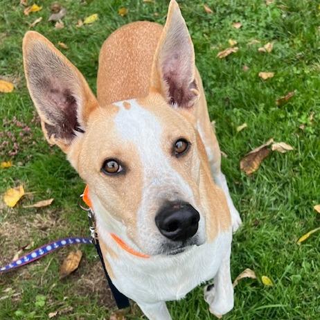 Enlarge Uncle Fester, a Adoptable mixed breed in Cincinnati, OH image 3/5