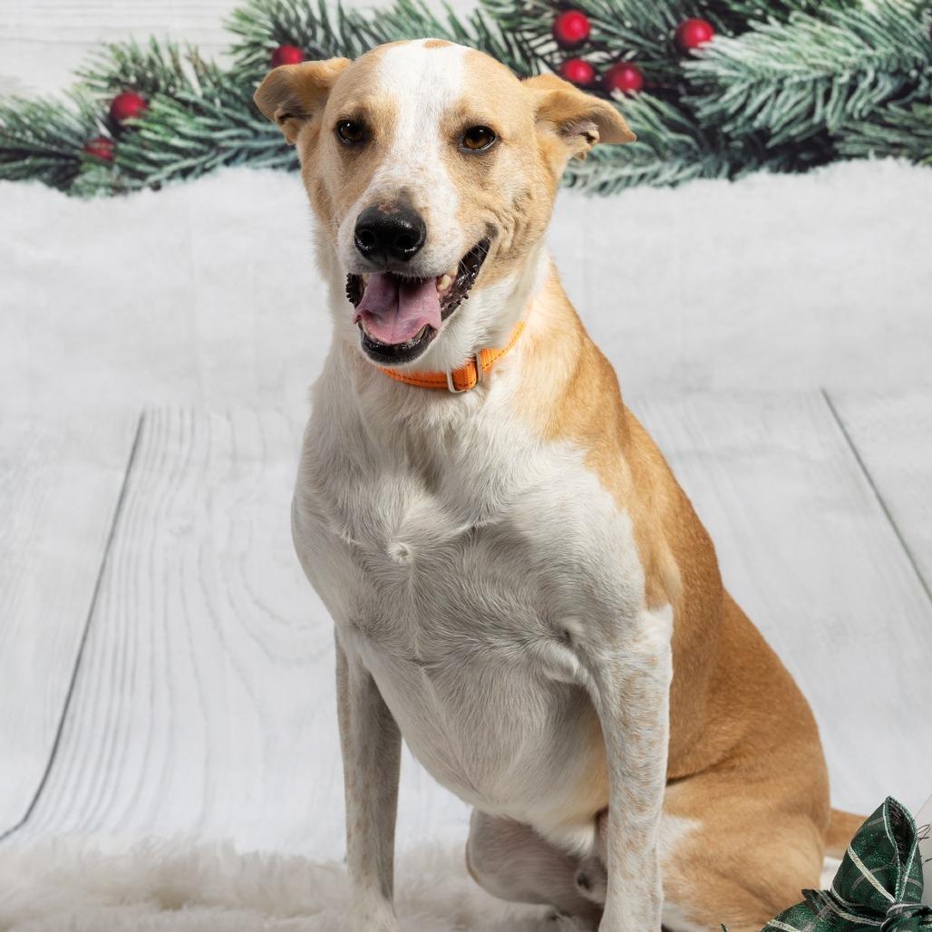 Enlarge Uncle Fester, a Adoptable mixed breed in Cincinnati, OH image 4/5