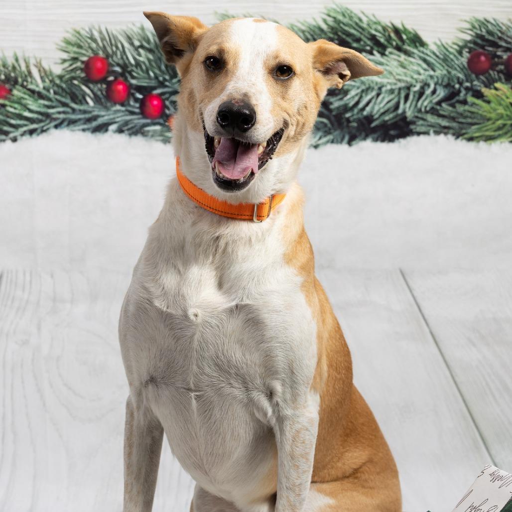 Enlarge Uncle Fester, a Adoptable mixed breed in Cincinnati, OH image 5/5