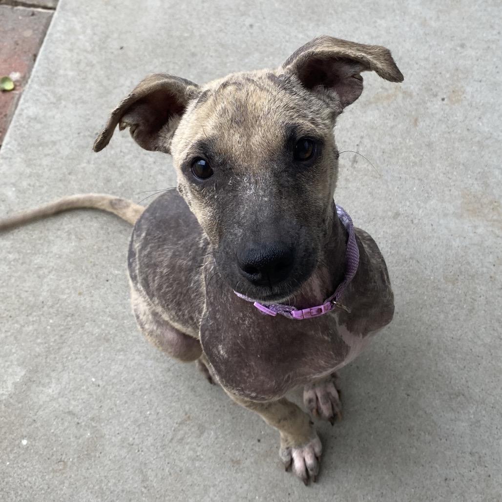 Symphony, Adoptable, Puppy Female Shepherd & Terrier.