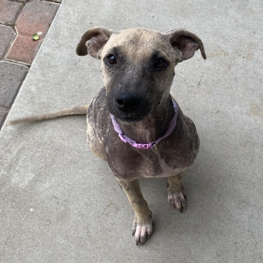 Symphony, a Adoptable mixed breed in Escondido, CA image 2/3