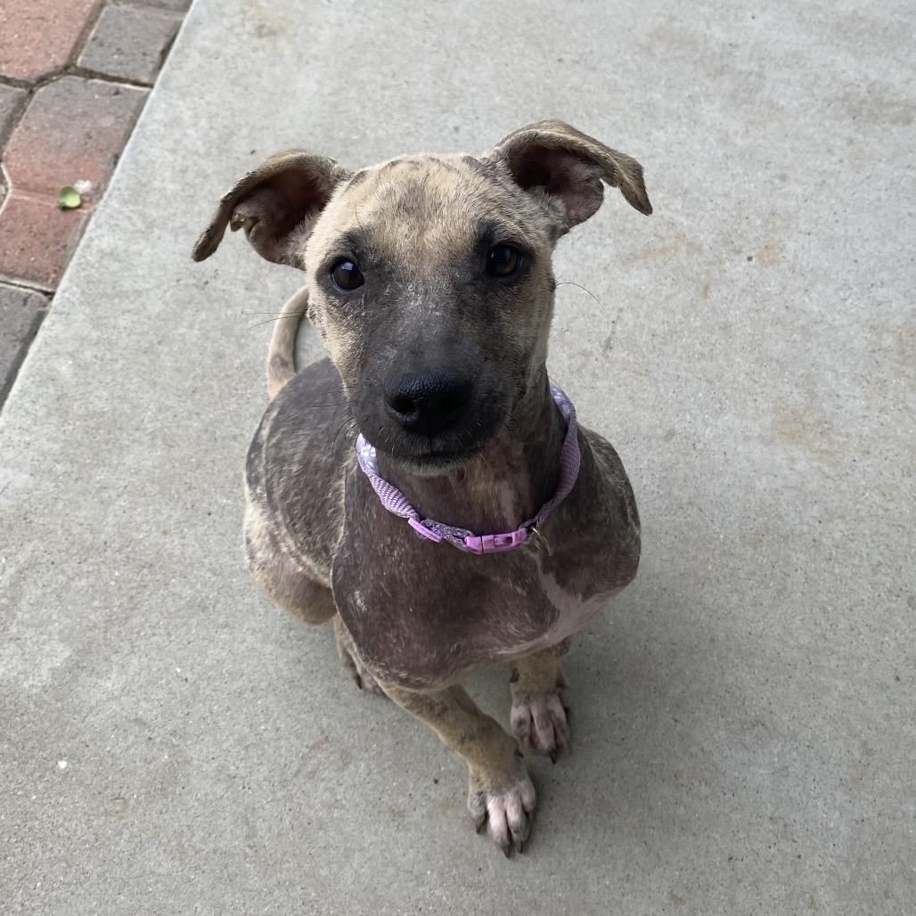 Symphony, a Adoptable mixed breed in Escondido, CA image 3/3