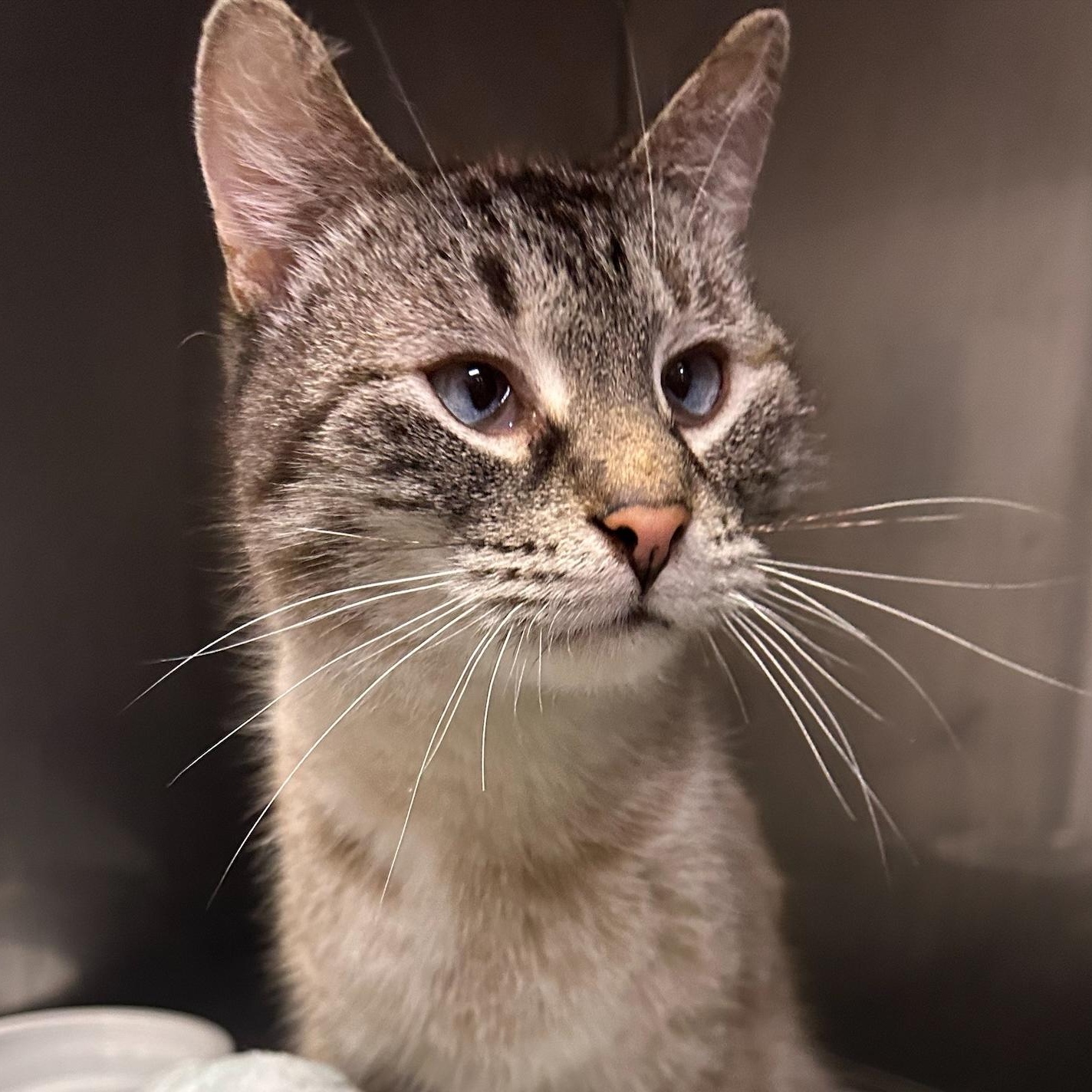 Buttons, Adult Female unknown