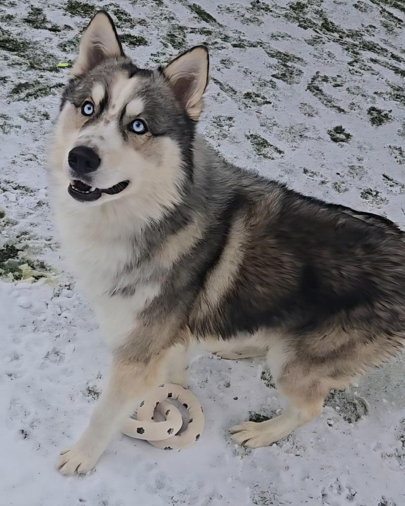Logan, Adoptable, Young Male Husky.