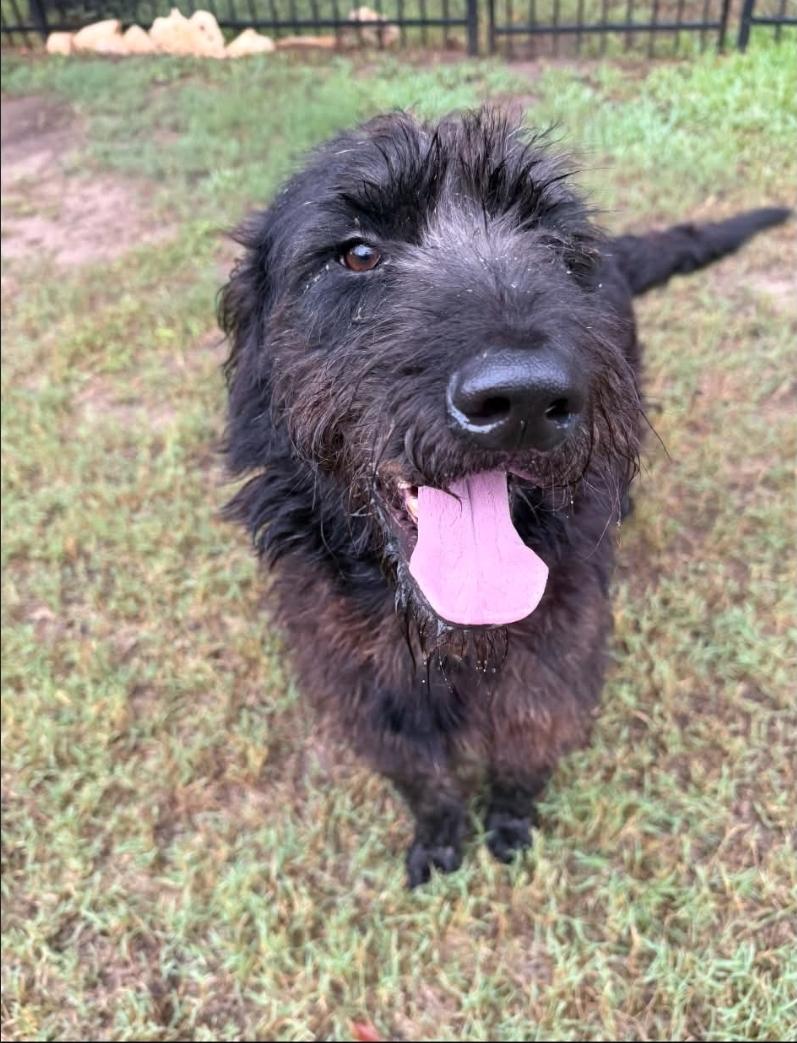 Enlarge Finnegan, a Adoptable mixed breed in Apple Valley, MN image 2/5