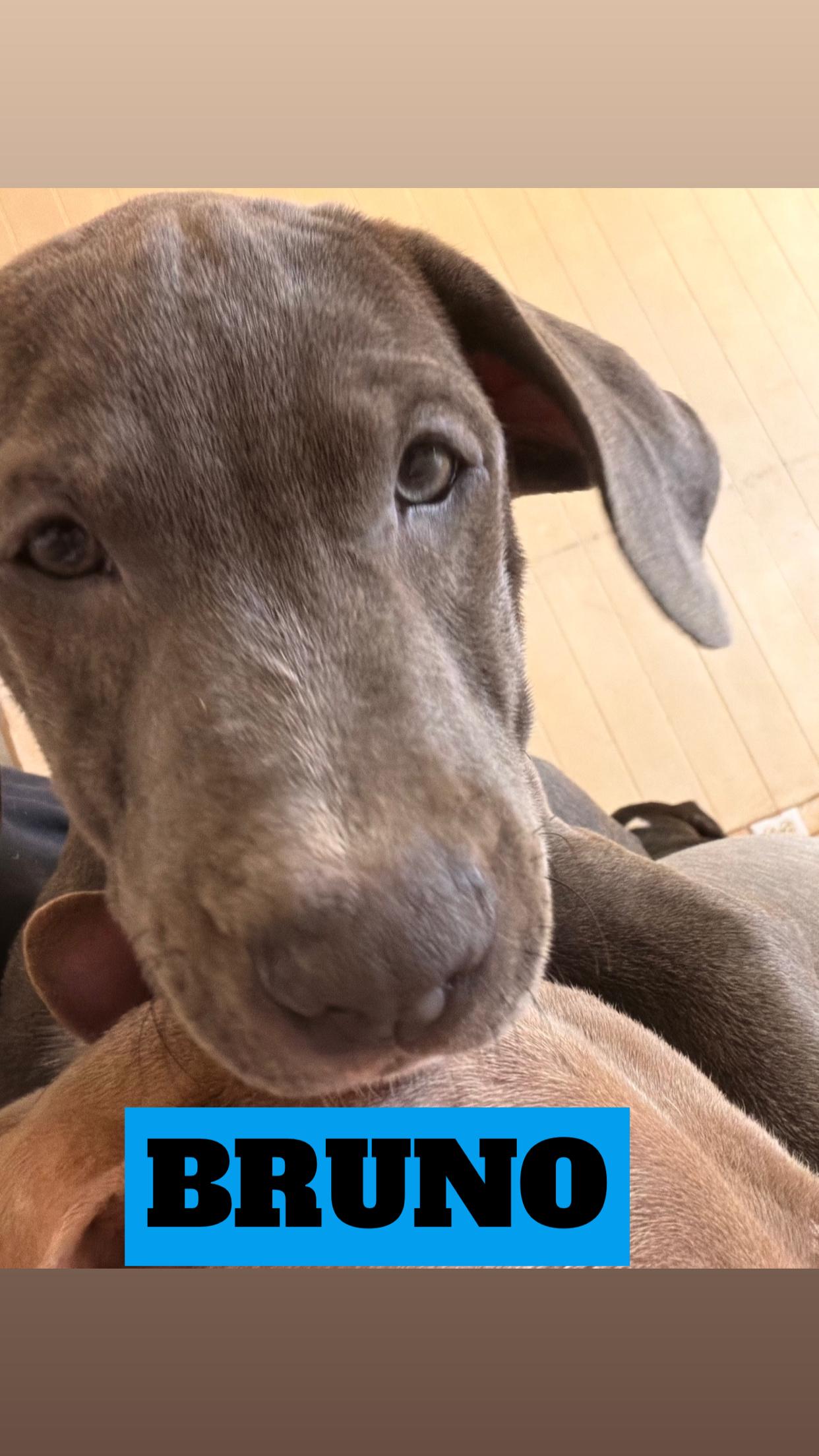 ANGELICA, ZEUSY, SCOOBY, BRUNO, MELANIE, Adoptable, Puppy Male Pit Bull Terrier & Labrador Retriever.