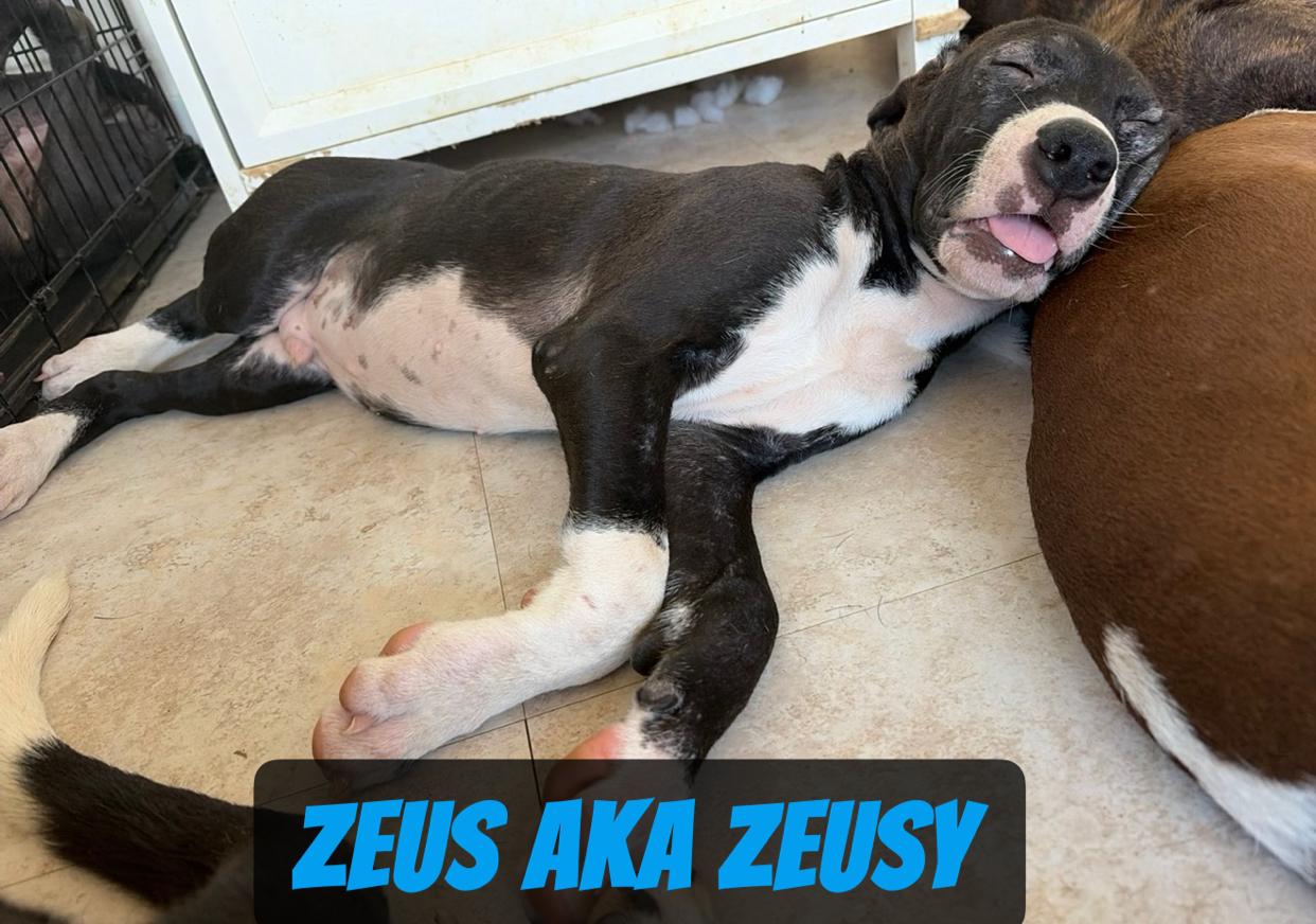 Enlarge ANGELICA, ZEUSY, SCOOBY, BRUNO, MELANIE, a Adoptable mixed breed in Kaneohe, HI image 6/6