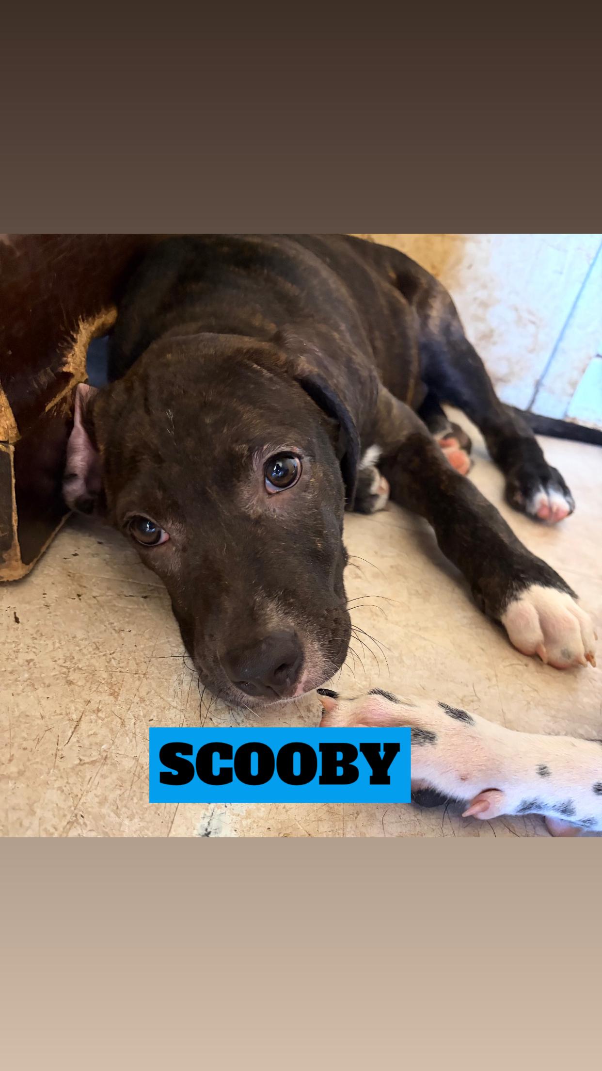 Enlarge ANGELICA, ZEUSY, SCOOBY, BRUNO, MELANIE, a Adoptable mixed breed in Kaneohe, HI image 5/6