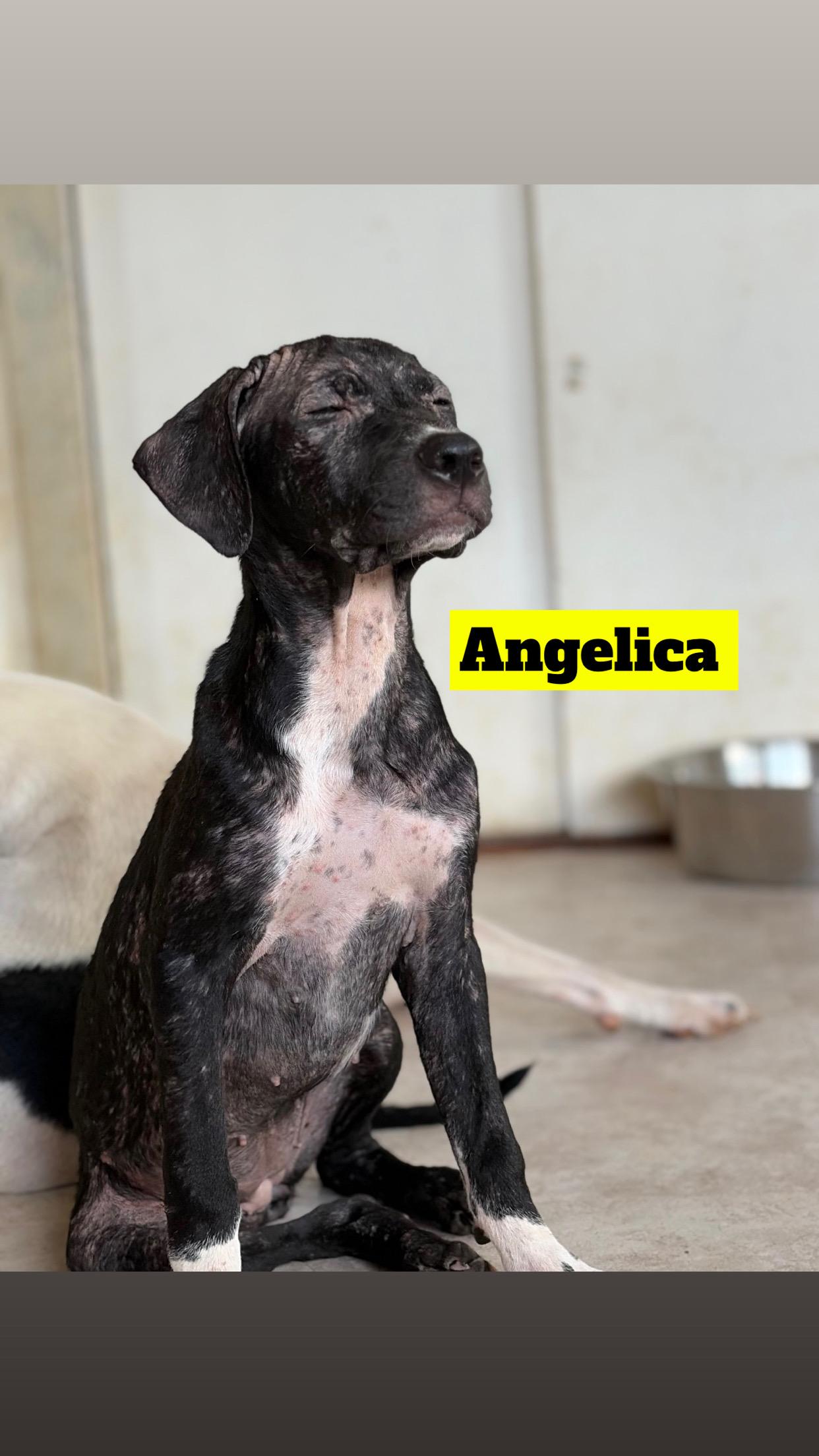 Enlarge ANGELICA, ZEUSY, SCOOBY, BRUNO, MELANIE, a Adoptable mixed breed in Kaneohe, HI image 3/6