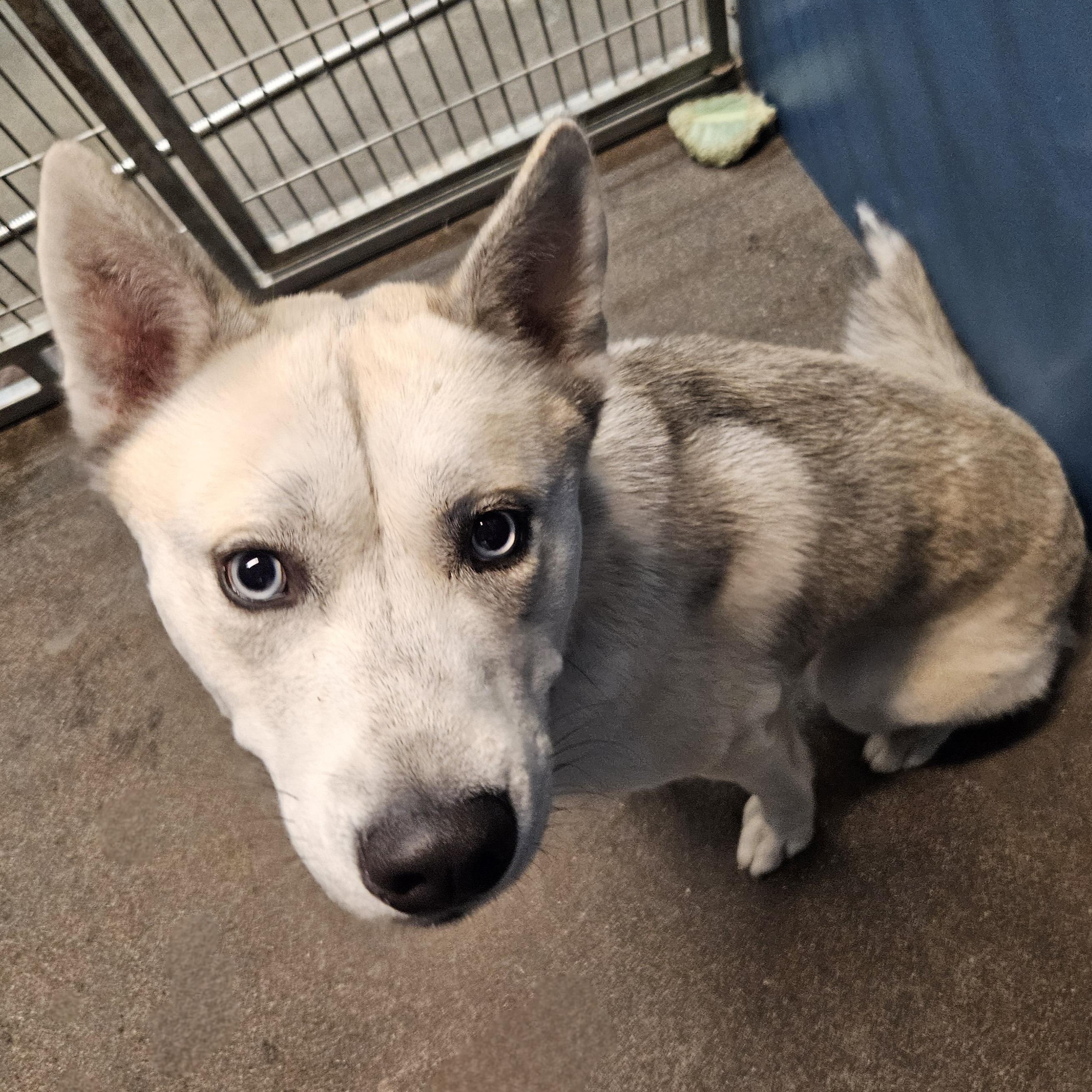 Link, an adoptable Husky in The Dalles, OR, 97058 | Photo Image 3