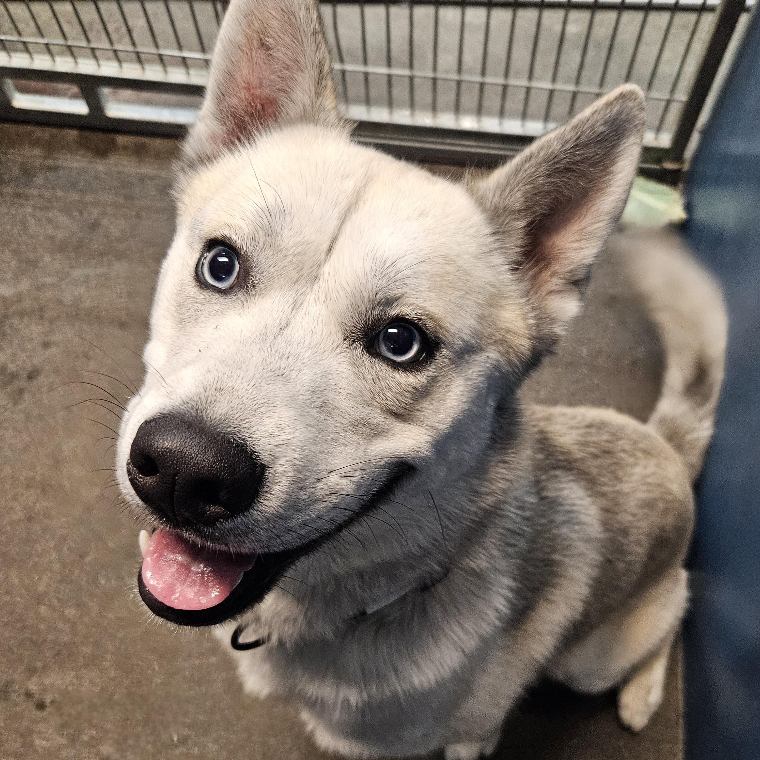Link, a Adoptable Husky in The Dalles, OR image 1/3