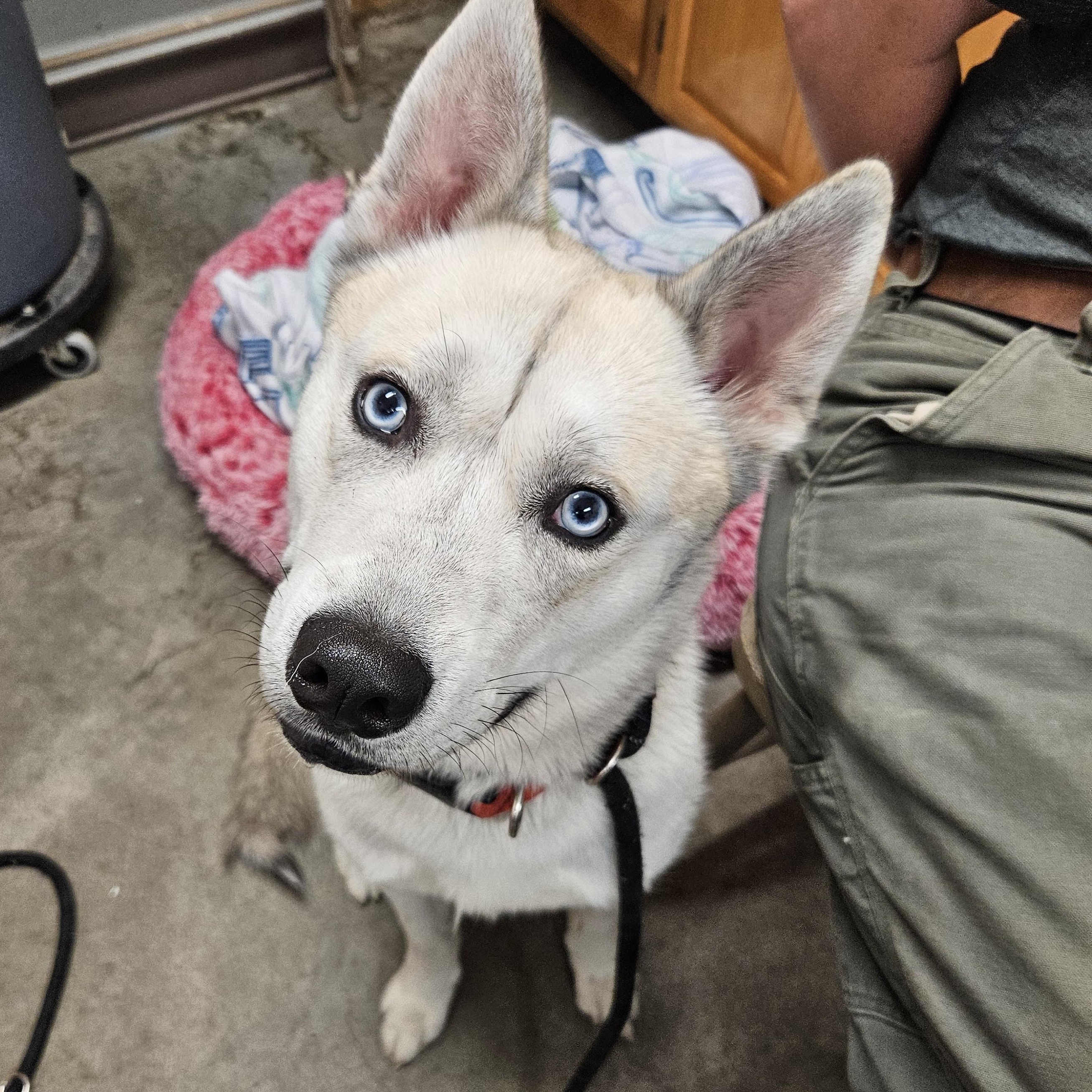 Link, a Adoptable Husky in The Dalles, OR image 2/3