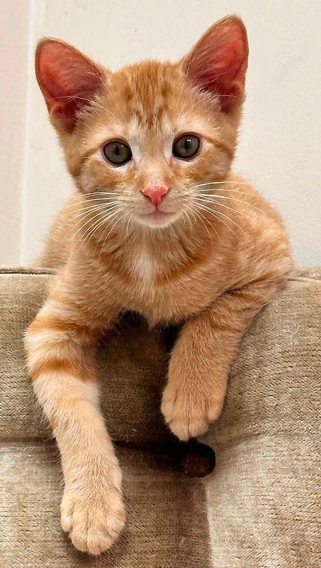 LUKE, Adoptable, Kitten Male Domestic Short Hair.