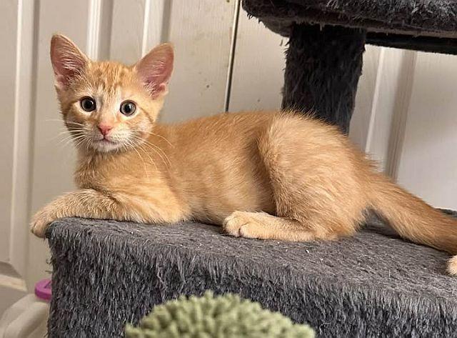 LUKE, a Adoptable Domestic Short Hair in Powder Springs, GA image 2/3