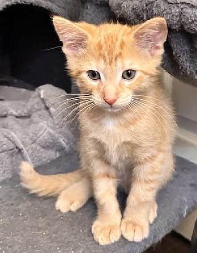 LUKE, a Adoptable Domestic Short Hair in Powder Springs, GA image 3/3