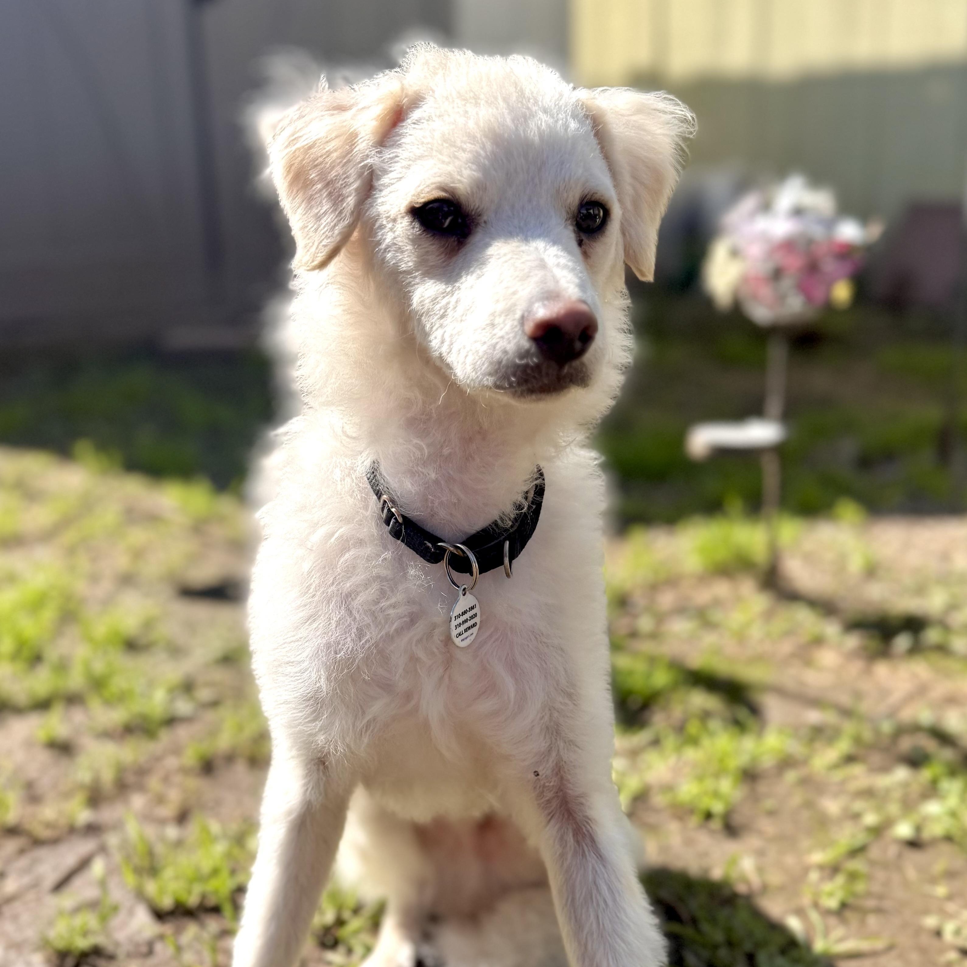 Enlarge Freddie, a ADOPTABLE mixed breed in Santa Monica, CA image 2/6