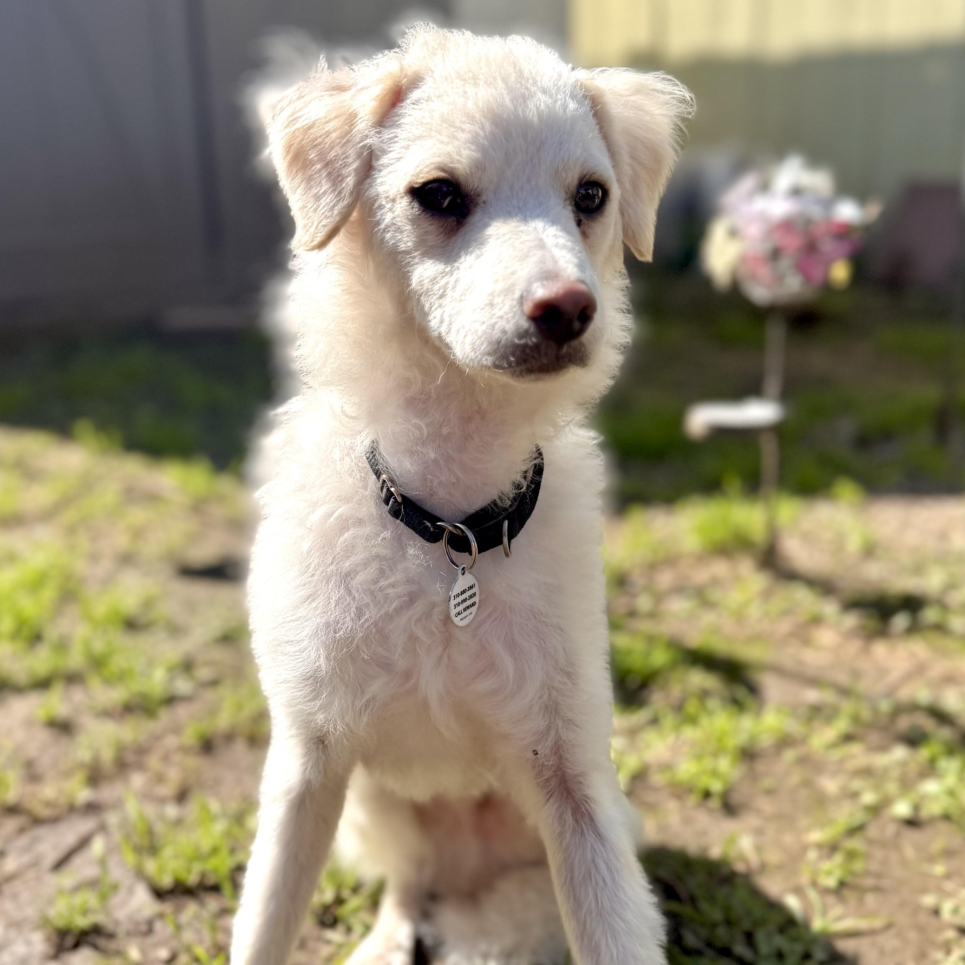 Enlarge Freddie, a ADOPTABLE mixed breed in Santa Monica, CA image 2/6