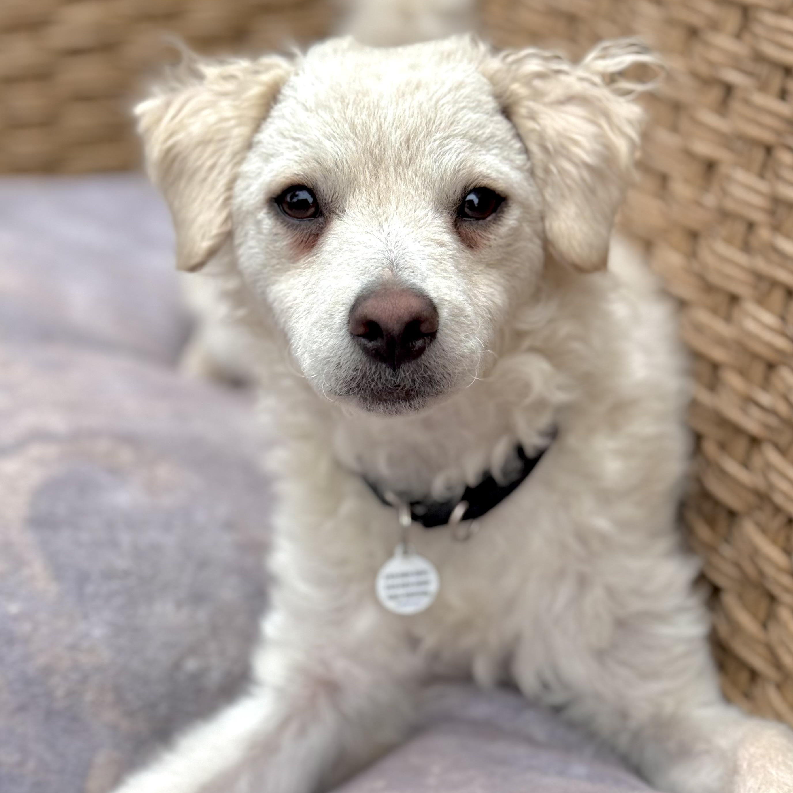 Freddie, ADOPTABLE, Young Male Poodle & Maltese.