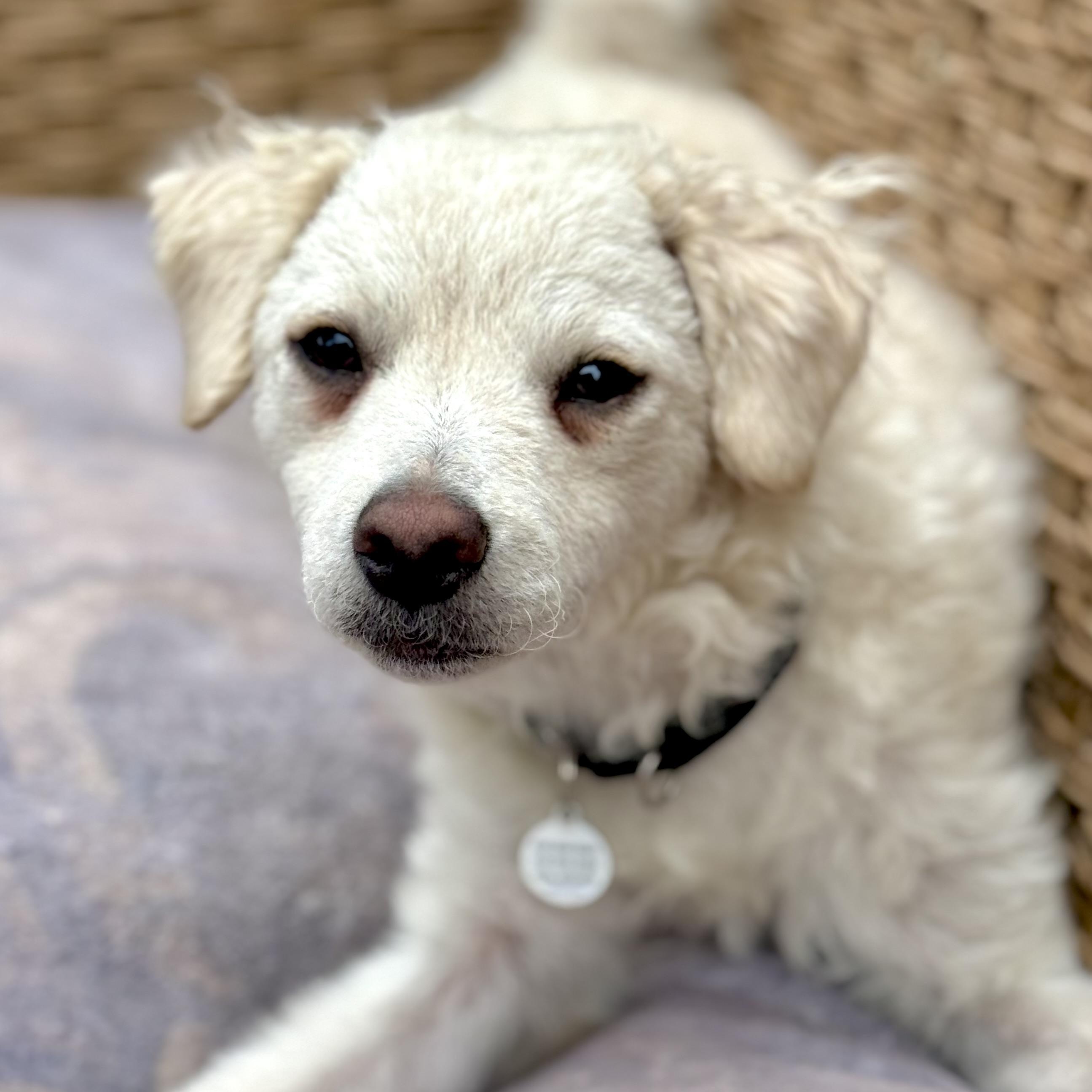 Enlarge Freddie, a ADOPTABLE mixed breed in Santa Monica, CA image 4/6