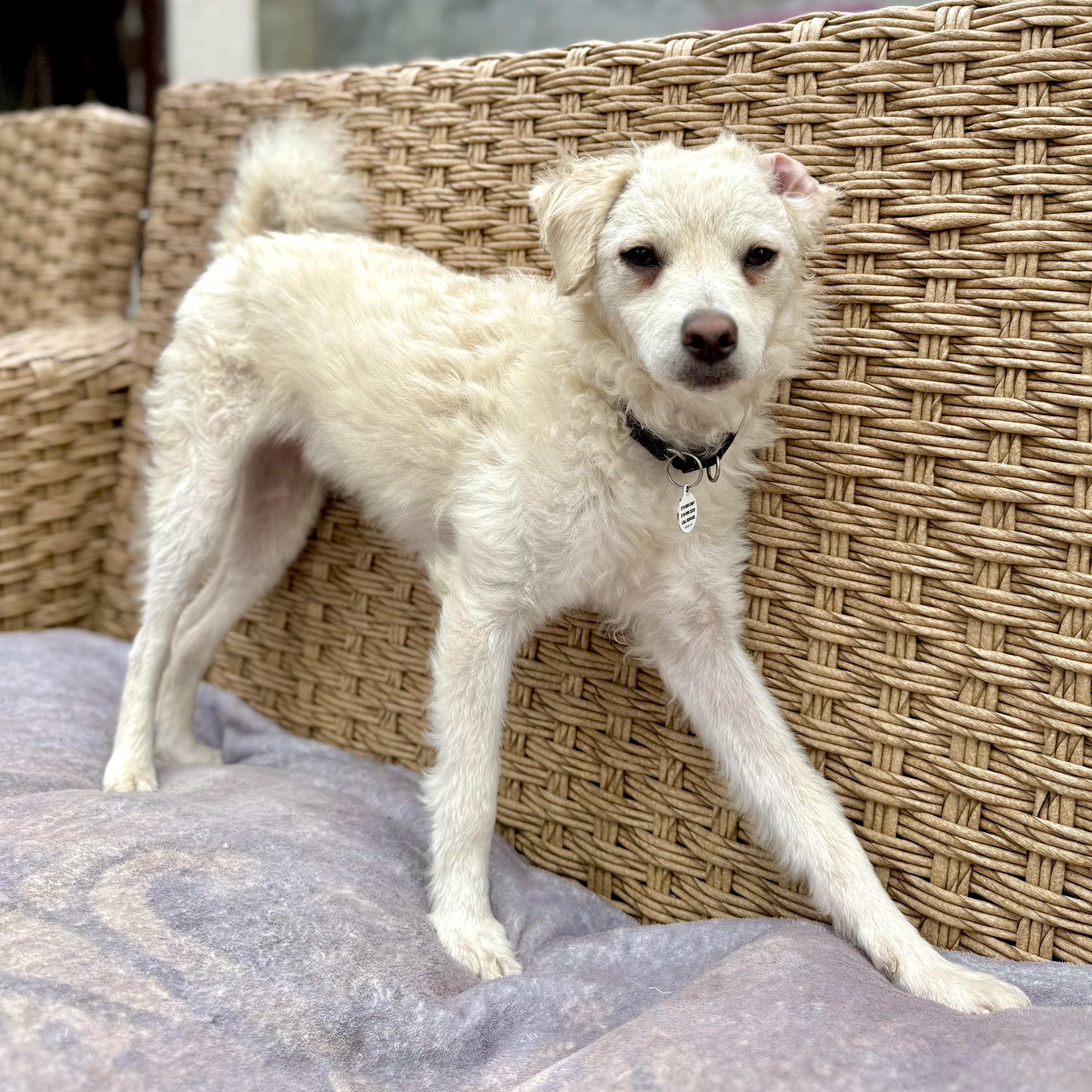 Enlarge Freddie, a ADOPTABLE mixed breed in Santa Monica, CA image 3/6