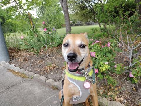 Enlarge Eve, a Adoptable Labrador Retriever in Baltimore, MD image 4/6