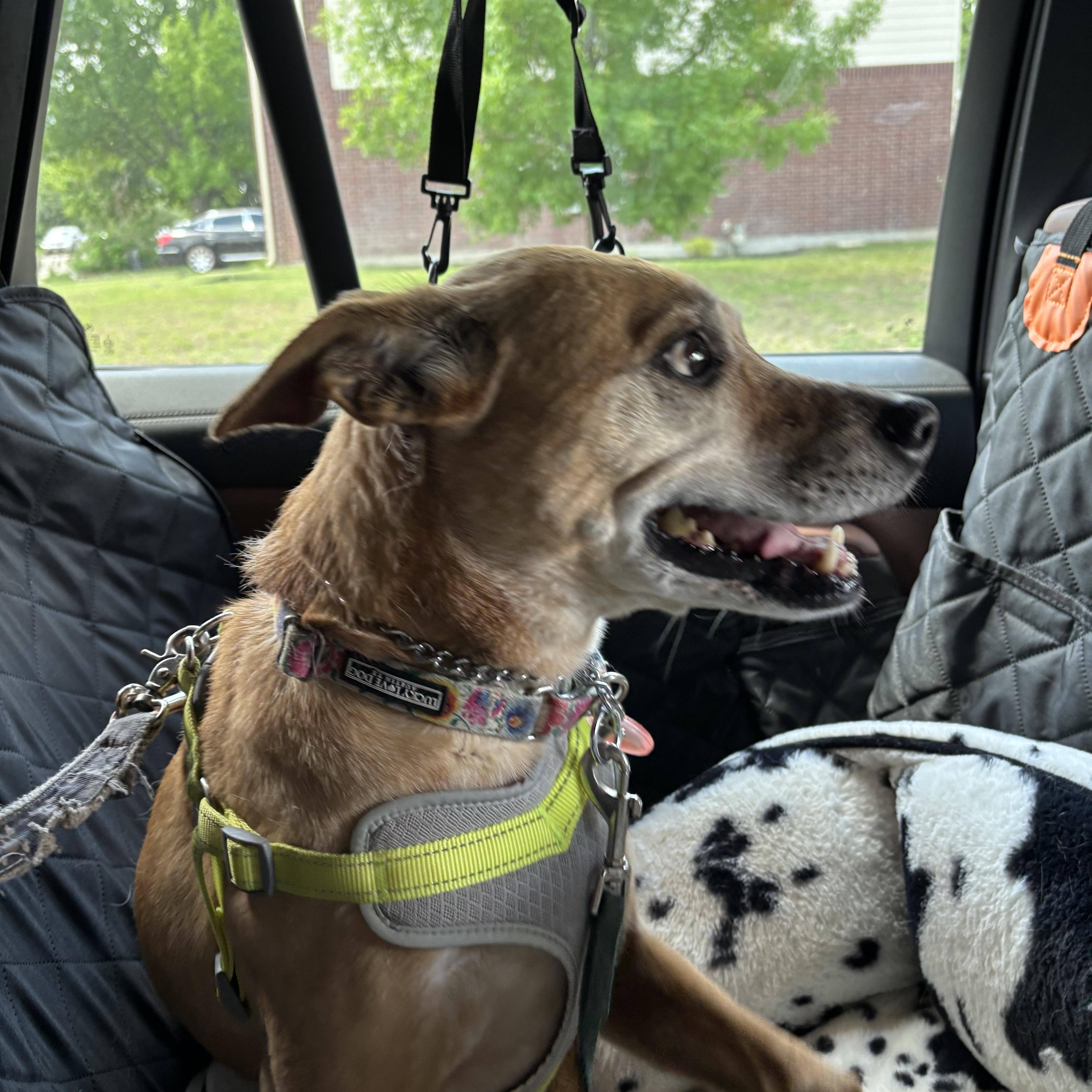 Enlarge Eve, a Adoptable Labrador Retriever in Baltimore, MD image 6/6