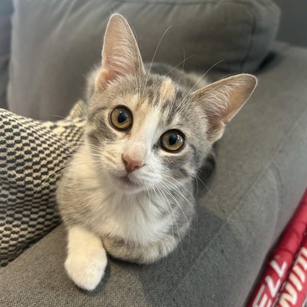Riley, Adoptable, Kitten Female Domestic Short Hair.