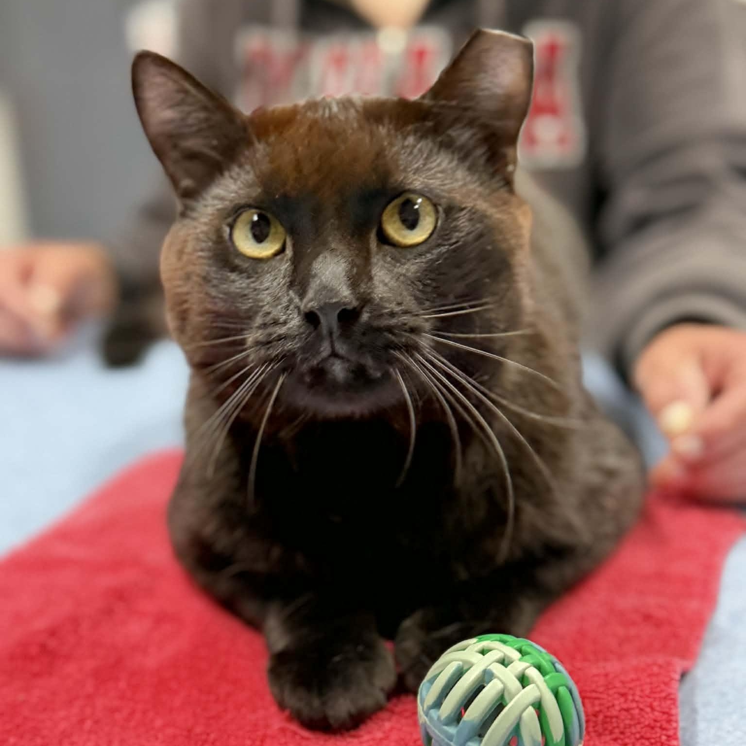Enlarge Paddington, a ADOPTABLE Domestic Short Hair in Martinsville, IN image 2/2