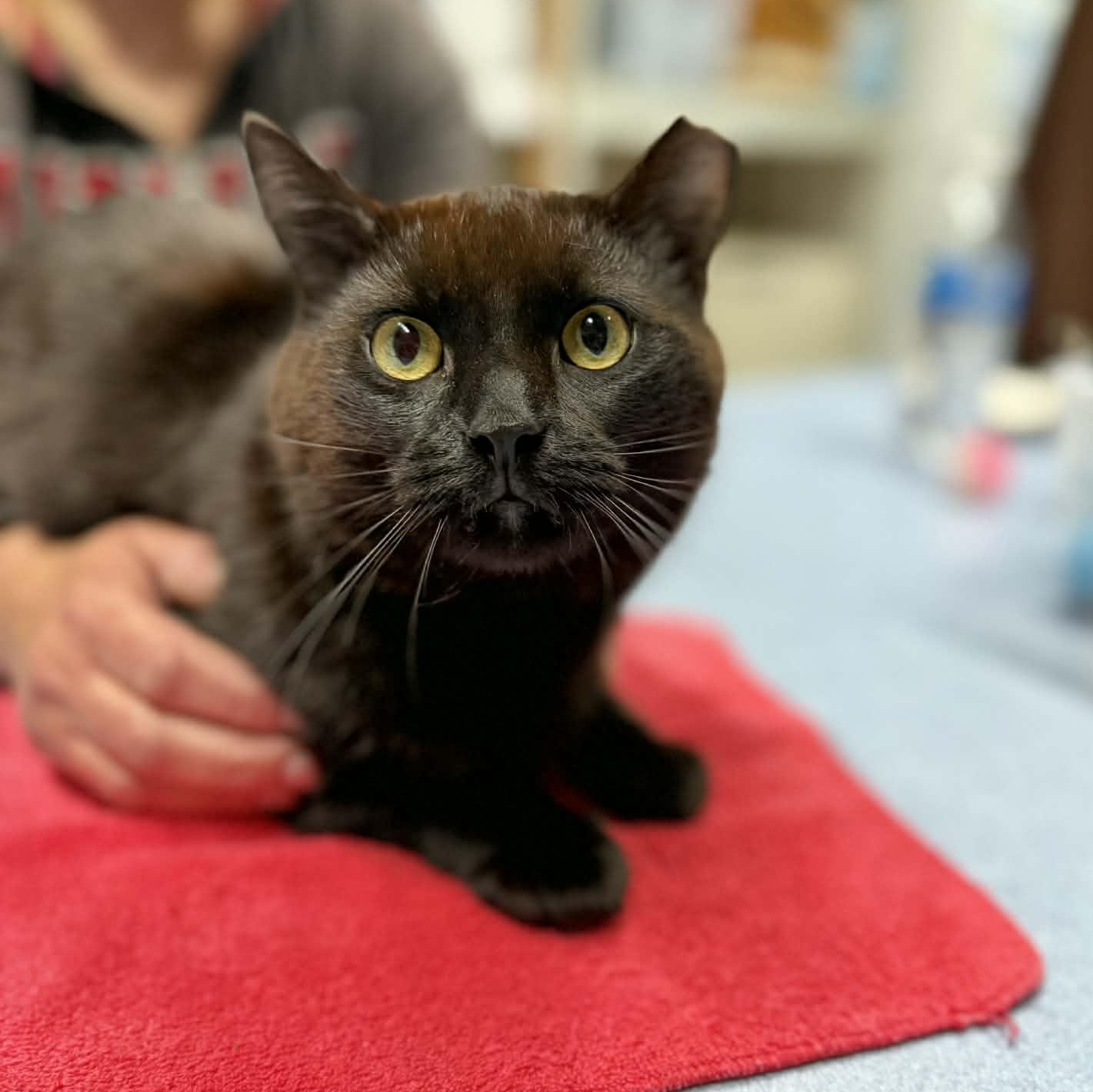 Enlarge Paddington, a ADOPTABLE Domestic Short Hair in Martinsville, IN image 1/2