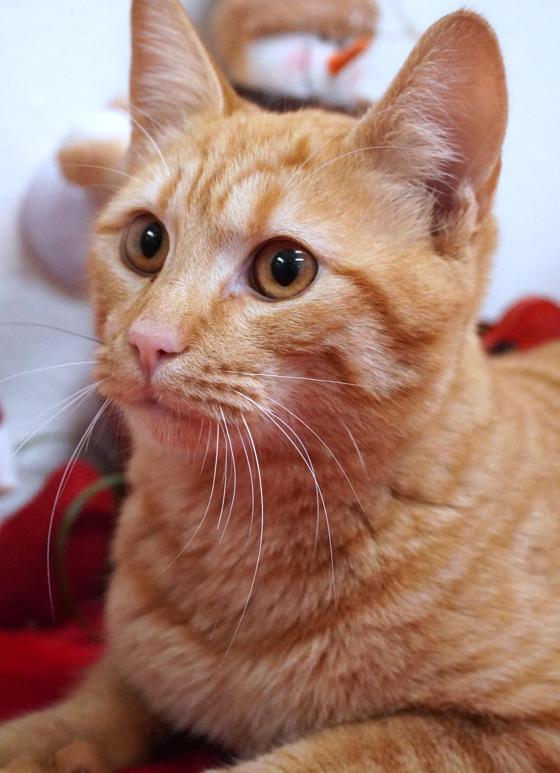 Enlarge Kubo, a ADOPTABLE Domestic Short Hair in Grants Pass, OR image 2/3