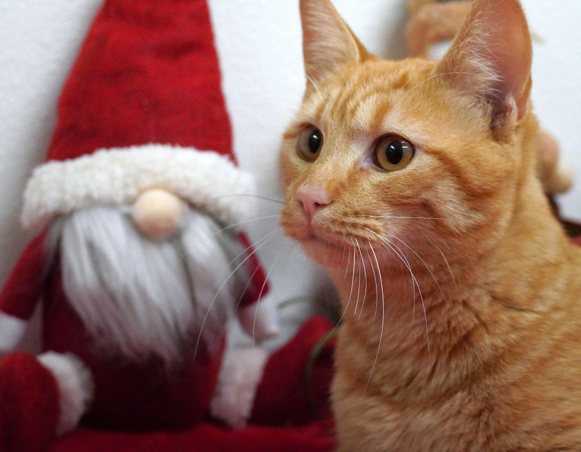 Enlarge Kubo, a ADOPTABLE Domestic Short Hair in Grants Pass, OR image 3/3